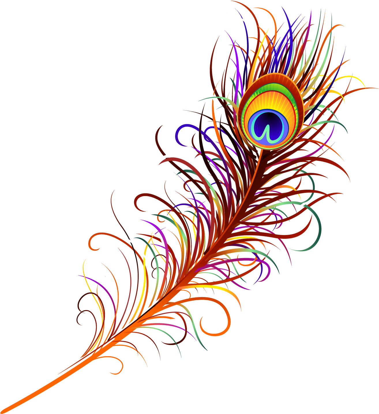 peacock feather illustration free download