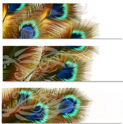 Beautiful Peacock Feathers Vector Banners Free Vectors Ui Download 423x425 Beautiful Peacock Feathers Vector Banners Free Vectors Ui Download