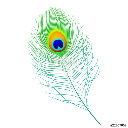 Peacock Feather Vector Free at Vectorified.com | Collection of Peacock ...