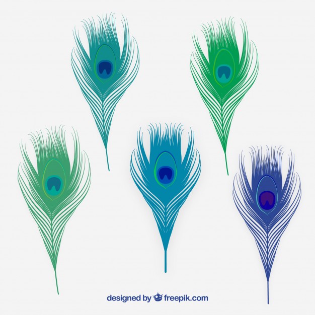 Set Of Peacock Feathers Vector Free Download 626x626 Set Of Peacock Feathers Vector Free Download