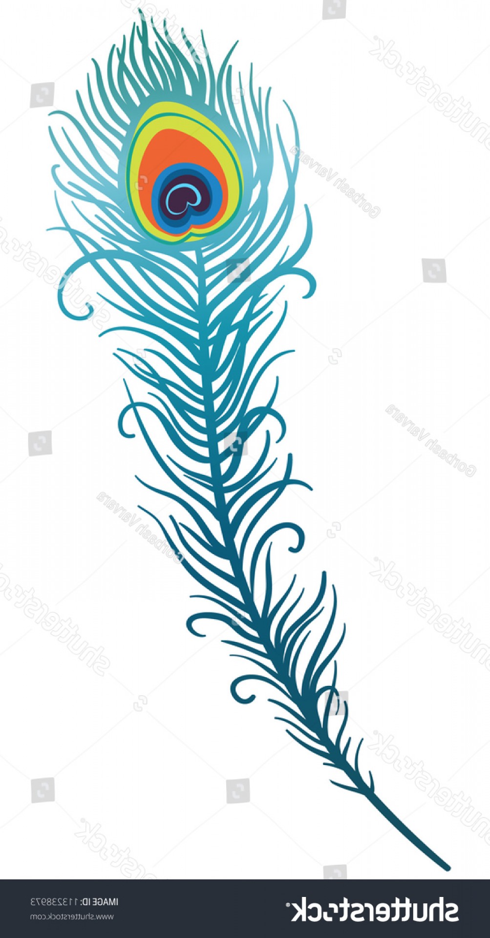 Illustration Beautiful Peacock Feather On White Soidergi 1003x1920 Illustration Beautiful Peacock Feather On White Soidergi