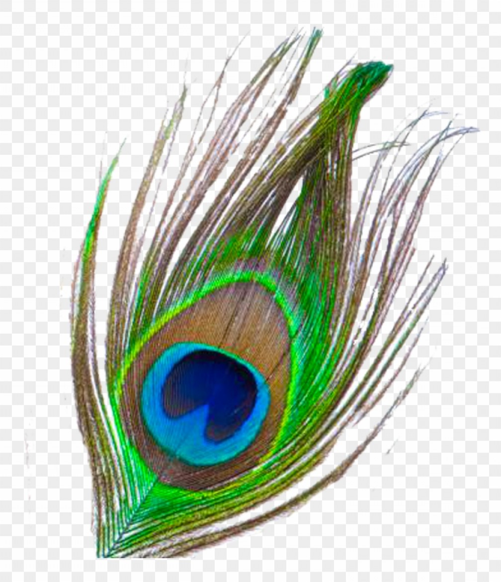 Download Peacock Feather Vector Png at Vectorified.com | Collection ...