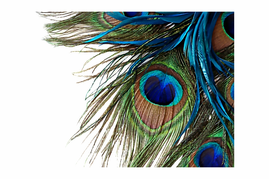 Peacock Feather High Resolution Png Download 920x614 Peacock Feather High Resolution Png Download