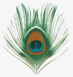 Peacock Feather Png, Transparent Peacock Feather Png Image Free 300x320 Peacock Feather Png, Transparent Peacock Feather Png Image Free