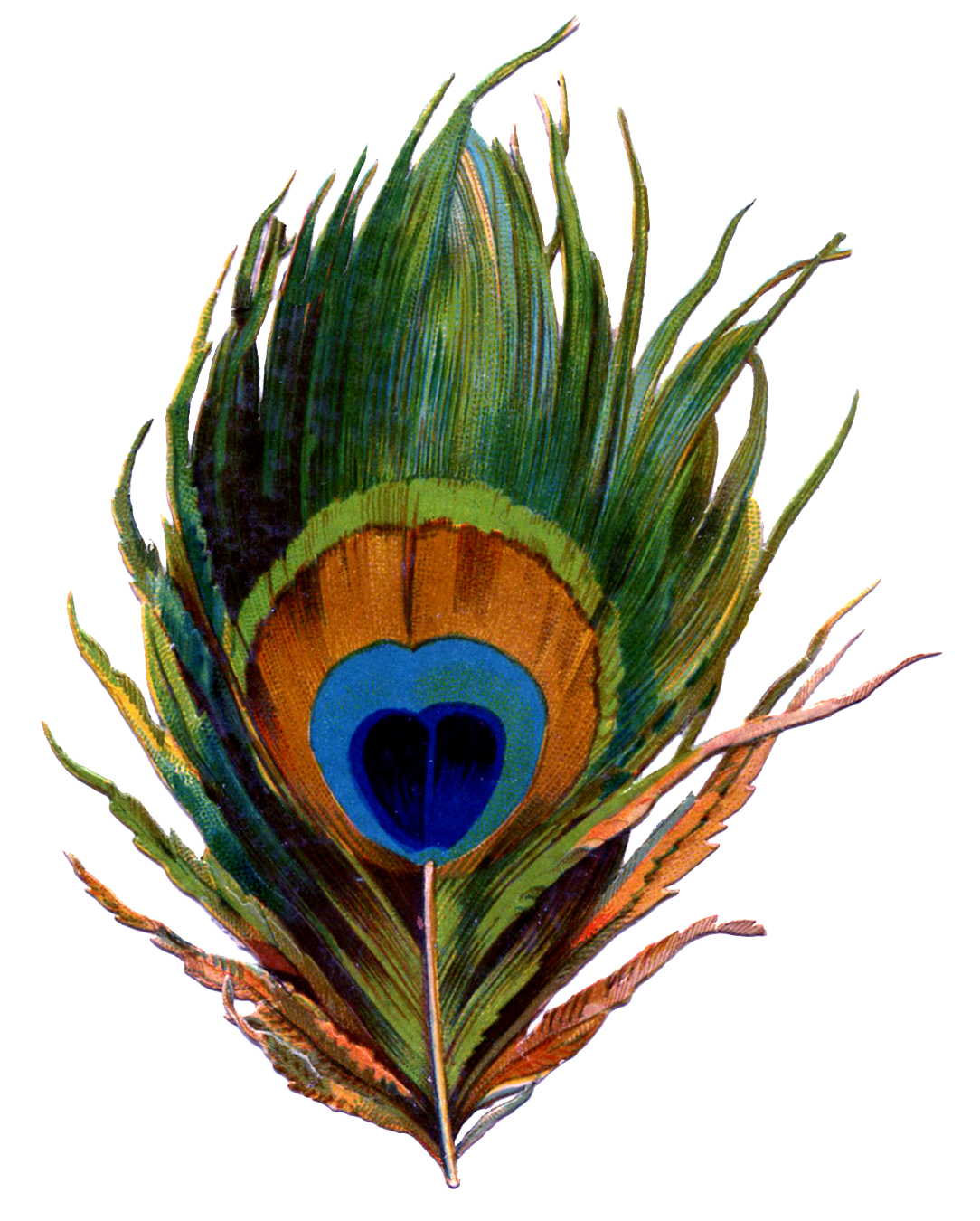 Peacock Feather Png Transparent Images 1084x1350 Peacock Feather Png Transparent Images