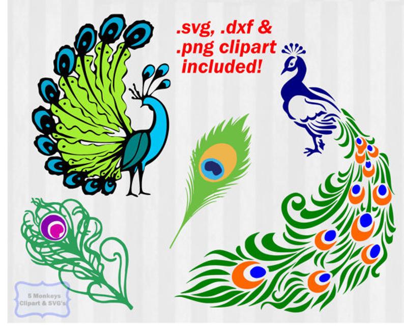 Peacock Feather Vector Png at Vectorified.com | Collection of Peacock ...