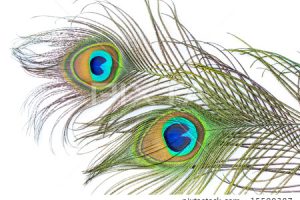 Peacock Feather Vector Background Png Background Download 300x200 Peacock Feather Vector Background Png Background Download