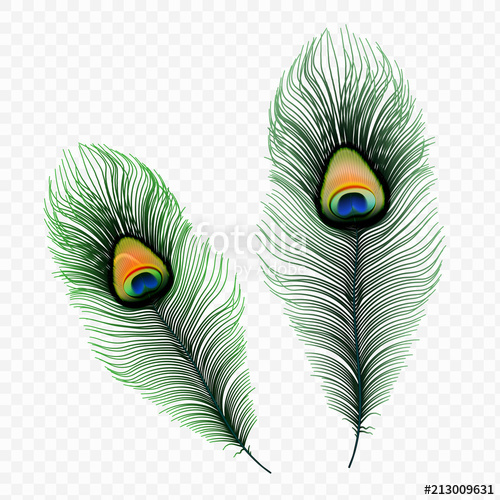 Stock Vector Illustration Peacock Feather Isolated 500x500 Stock Vector Illustration Peacock Feather Isolated