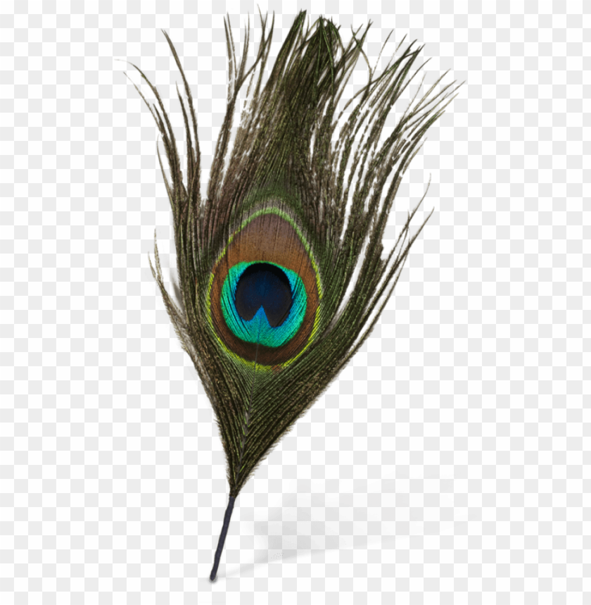 Eacock Feather Vector Png 840x859 Eacock Feather Vector Png