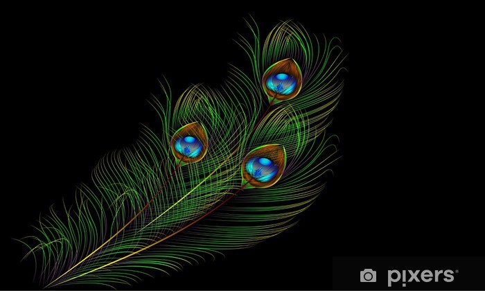 Peacock Feather Vector Background Wall Mural 700x420 Peacock Feather Vector Background Wall Mural
