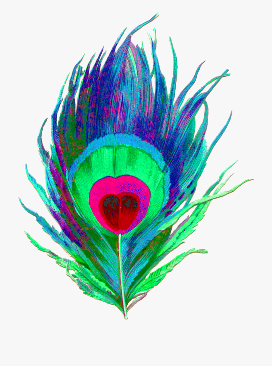 Feather Vector Png 920x1236 Feather Vector Png