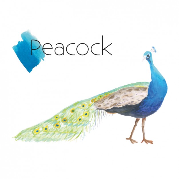 Hand Painted Peacock Vector Free Download 626x626 Hand Painted Peacock Vector Free Download