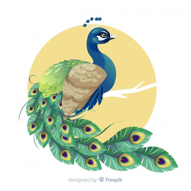 Peacock Vectors, Photos And Free Download 626x626 Peacock Vectors, Photos And Free Download