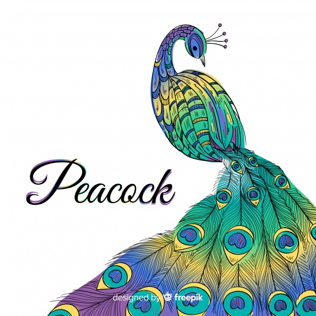 Beautiful Hand Drawn Peacock Vector Free Download 626x626 Beautiful Hand Drawn Peacock Vector Free Download