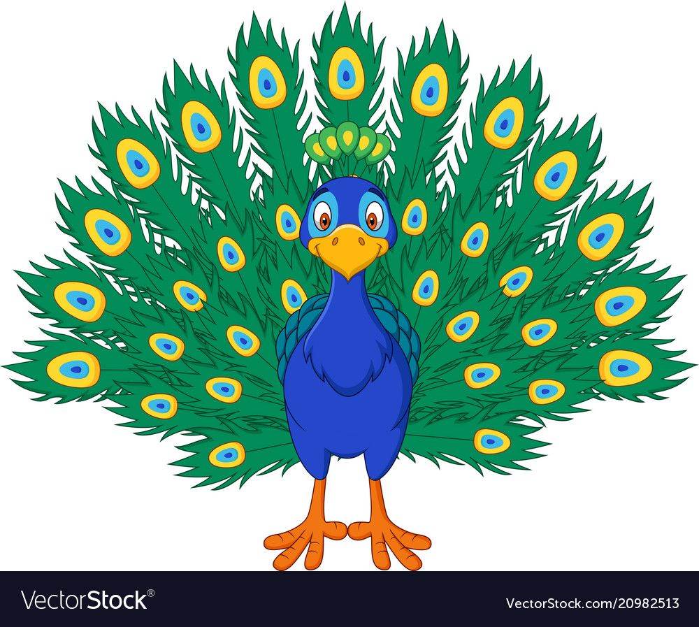 Cartoon Beautiful Peacock Royalty Free Vector Image 1000x897 Cartoon Beautiful Peacock Royalty Free Vector Image