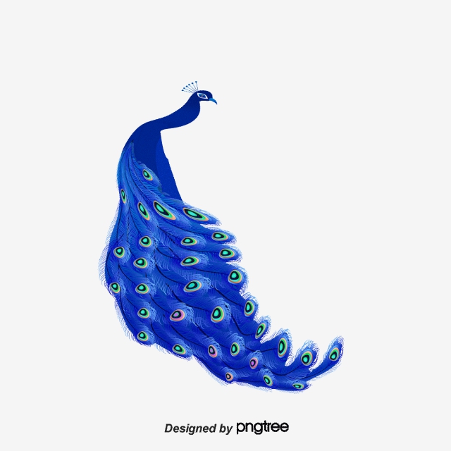 640x640 Peacock Vector, Free Download Peacock Feather, Peacock Vector