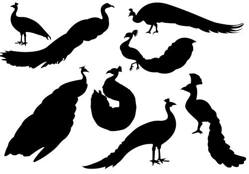 500x350 Peacock Silhouette Vector