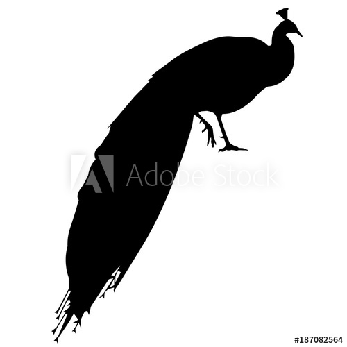 500x500 Peacock Silhouette Vector Graphics