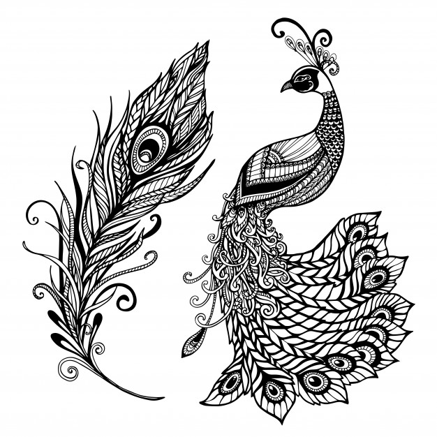 626x626 Peacock Vectors, Photos And Free Download