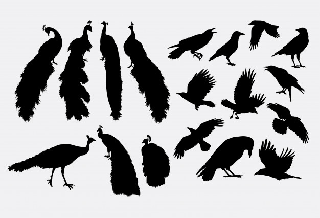 626x426 Peacock And Crow Bird Animal Silhouette Vector Premium Download