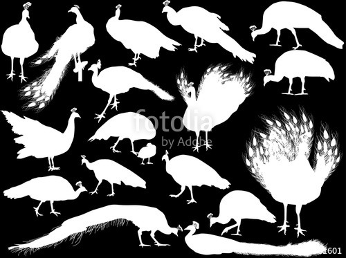 500x373 Eighting Peacocks Silhouettes Isolated On Black Stock Image