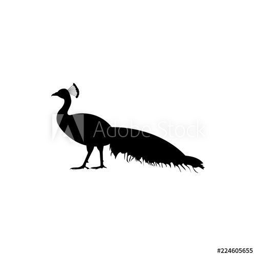 500x500 Peacock Vector Silhouette