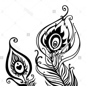 300x300 Peacock Feather Vector Vectors Photos And Catamart