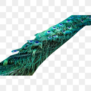 360x360 Peacock Tail Png Images Vector And Free Download