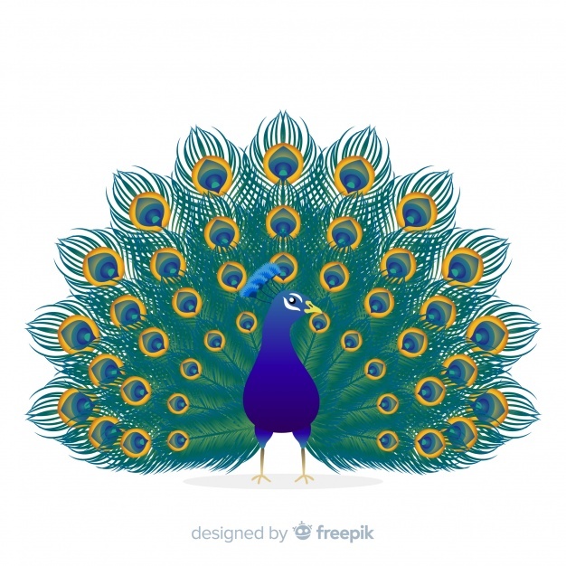 626x626 Peacock Vectors, Photos And Free Download