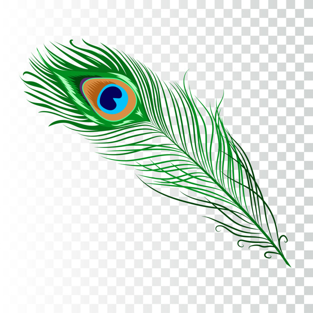 626x626 Peacock Feather Collection Vector Premium Download