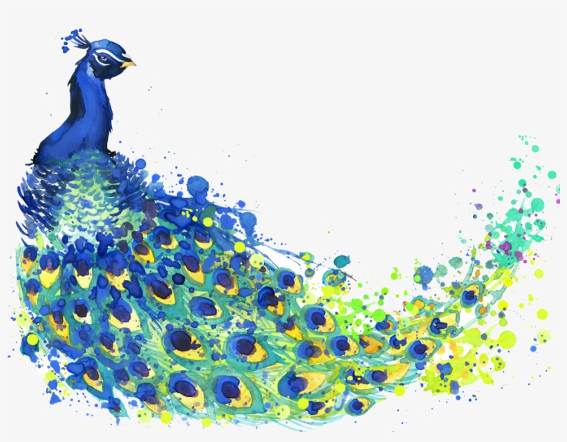 820x639 Banner Black And White Stock The Peacock Feather Peafowl