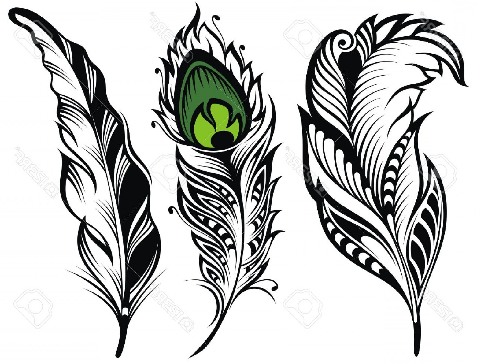 1560x1190 Photostock Vector Vector Isolated Feathers Peacock Feather Soidergi