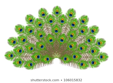 381x280 Collection Of 'peacock Tail Drawing' Download More Than Images