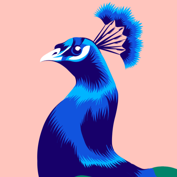 572x572 Peacock Vector Illustration Domestika