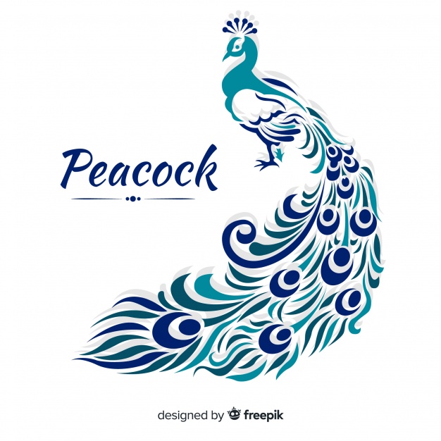 626x626 Background With Beautiful Peacock Vector Free Download