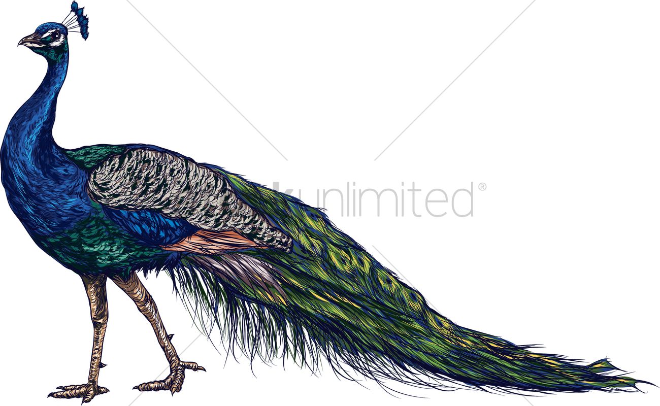 1300x800 Peacock Vector Image