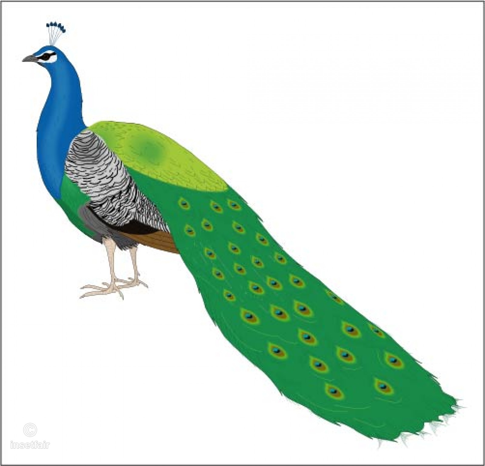 1600x1537 Beautiful Peacock Vector Drawing With Adobe Illustrator
