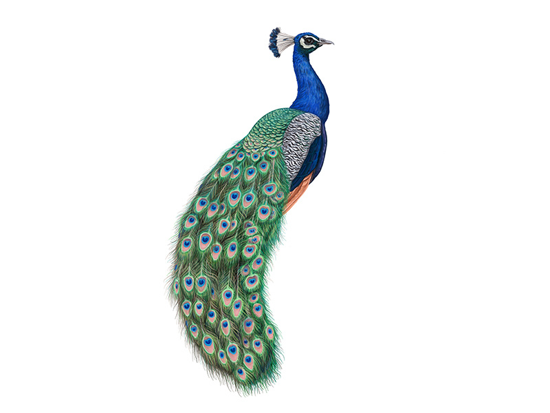 800x600 Peacock Vector Illustration