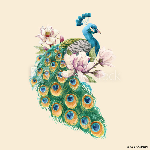 500x500 Watercolor Peacock Vector Illustration