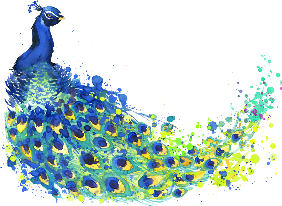 927x678 Hd Banner Black And White Stock The Peacock Feather Peafowl