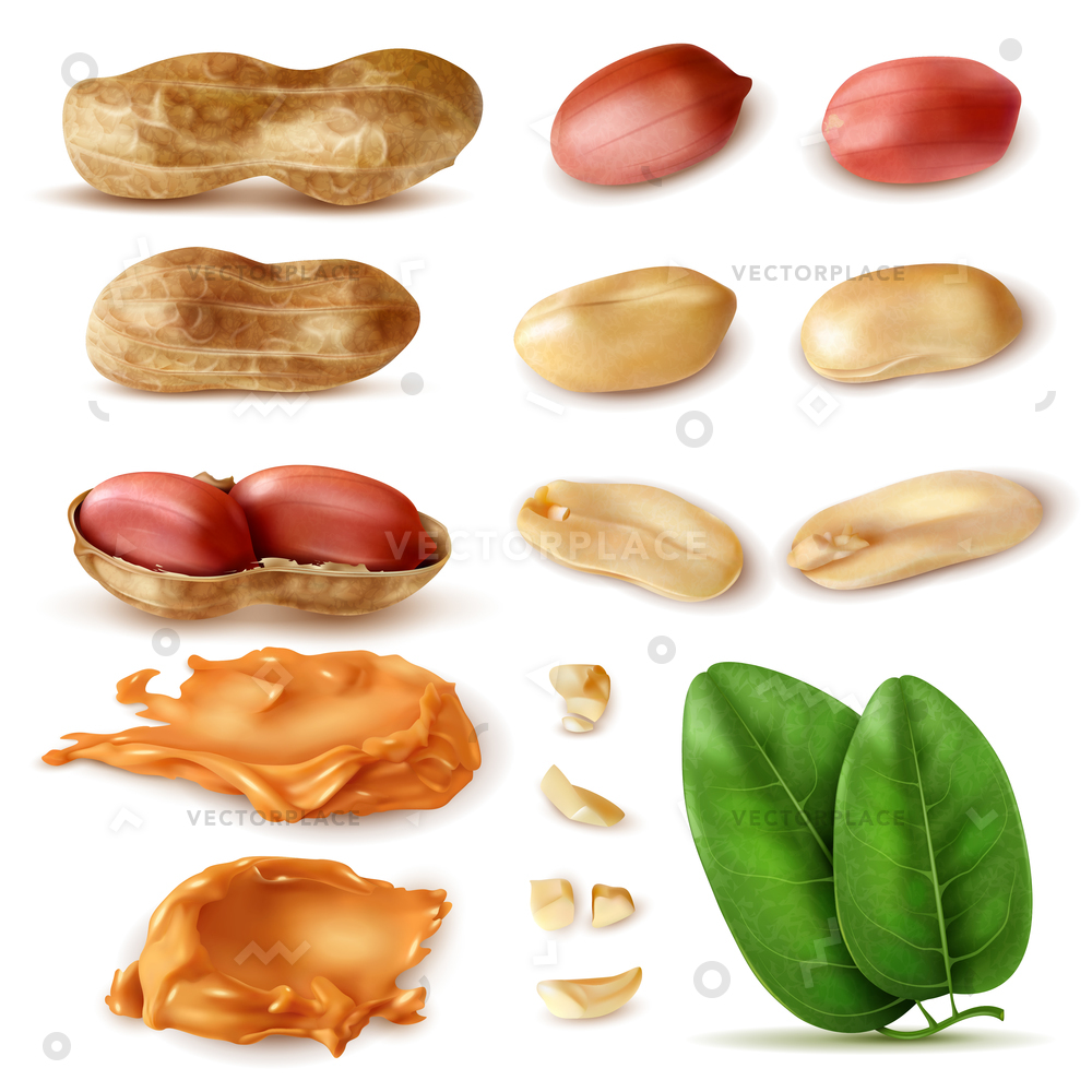 1000x1000 Realistic Peanut Set Isolated Images Beans Vector Illustration