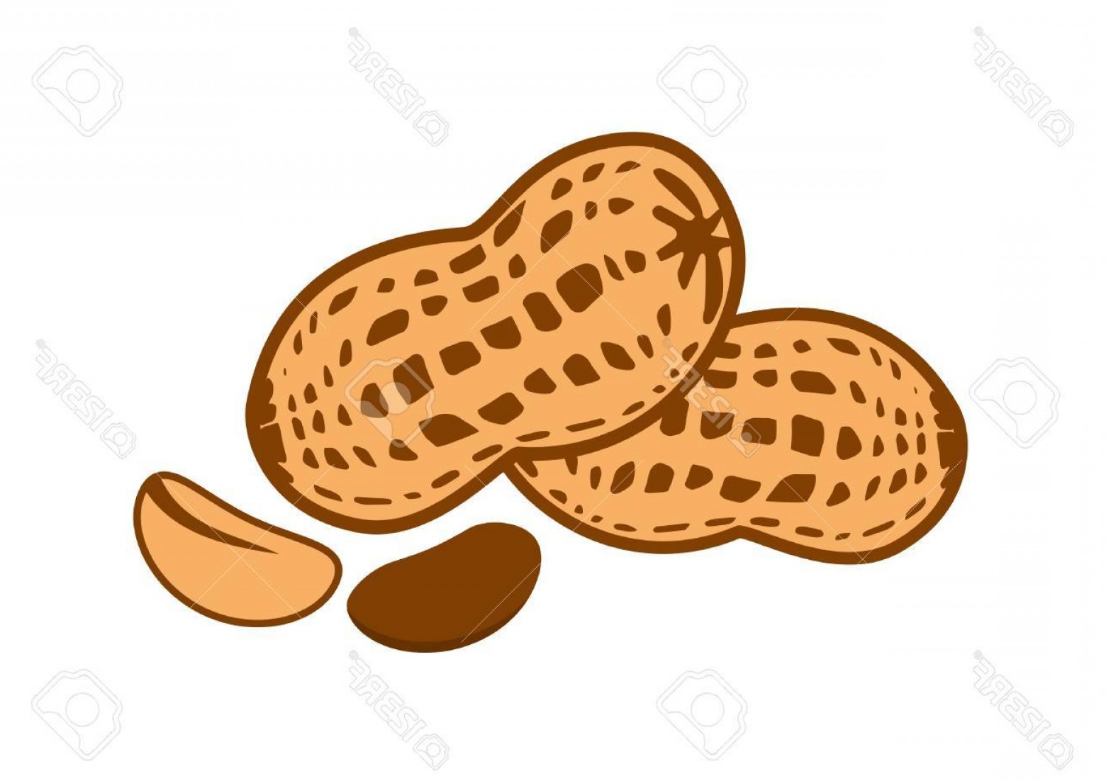 1560x1102 Peanut Vector Wallkeeper