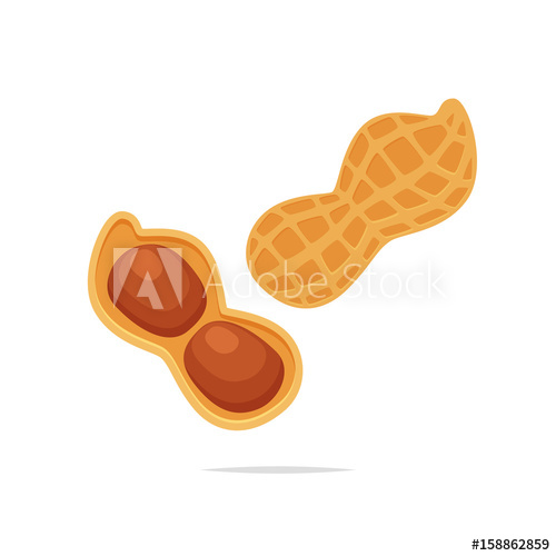500x500 Peanut Vector Illustration