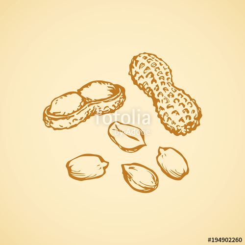 500x500 Peanut Vector Drawing Stock Image And Royalty Free Vector