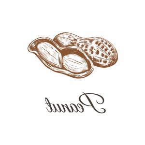 300x300 Peanuts Sketch Drawing Peanut Vector Wallkeeper