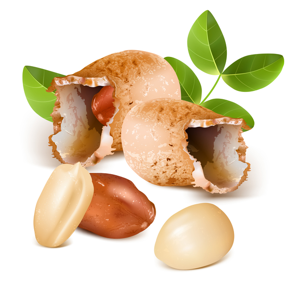 600x590 Realistic Peanut Vector Illustration Free Download