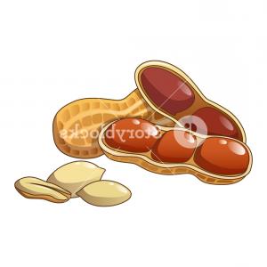 300x300 Peanut Icon Cartoon Of Peanut Vector Icon For Web Design Isolated