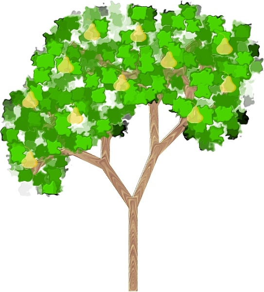 543x600 Pear Tree Free Vector In Open Office Drawing