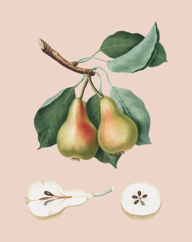 626x790 Pear Tree Vectors, Photos And Free Download