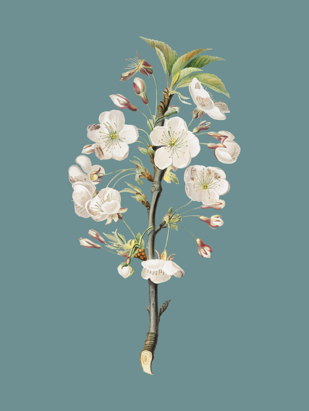 626x834 Pear Tree Flowers From Pomona Italiana Illustration Vector Free